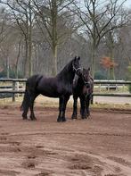 Bijrijder(s) gezocht, Ruiter of Bijrijder