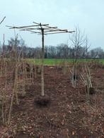 Dak Amberboom, Tuin en Terras, Planten | Bomen, Ophalen, Bloeit niet, Overige soorten, 100 tot 250 cm