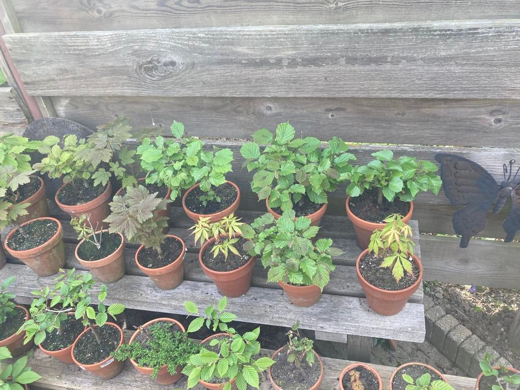 Bonsaiboompjes, beuk, eik, hazelaar etc, Tuin en Terras, Planten | Bomen, In pot, Bloeit niet, Halfschaduw, Minder dan 100 cm