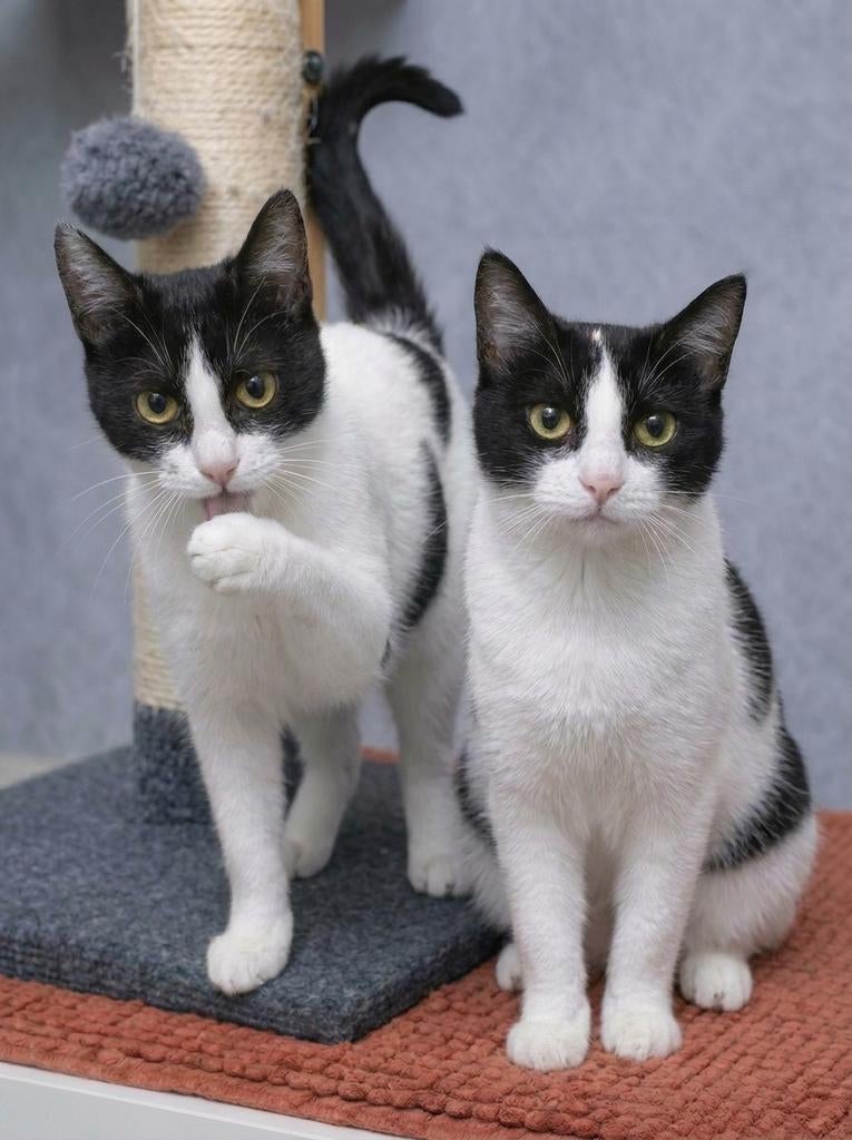 Lief duo kittens (M/V) gecast./gechipt/ingeënt 7,5 mnd, Dieren en Toebehoren, Katten en Kittens | Overige Katten, Meerdere dieren