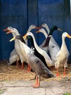 Loopeenden, Mannelijk, Eend