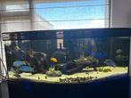 Groot aquarium, vissen en accesoires, Ophalen, Gebruikt, Gevuld zoetwateraquarium