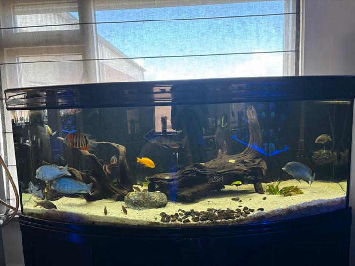 Groot aquarium, vissen en accesoires, Dieren en Toebehoren, Vissen | Aquaria en Toebehoren, Gebruikt, Gevuld zoetwateraquarium