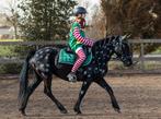 Familiepony met goud karakter, B, 3 tot 6 jaar, Recreatiepony, D pony (1.37m tot 1.48m)