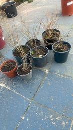 Granaatappel, Ophalen of Verzenden, Minder dan 100 cm, Overige soorten