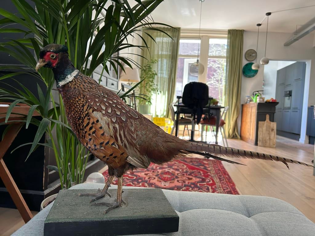 Opgezette Fazant - Prachtige Decoratie, Ophalen