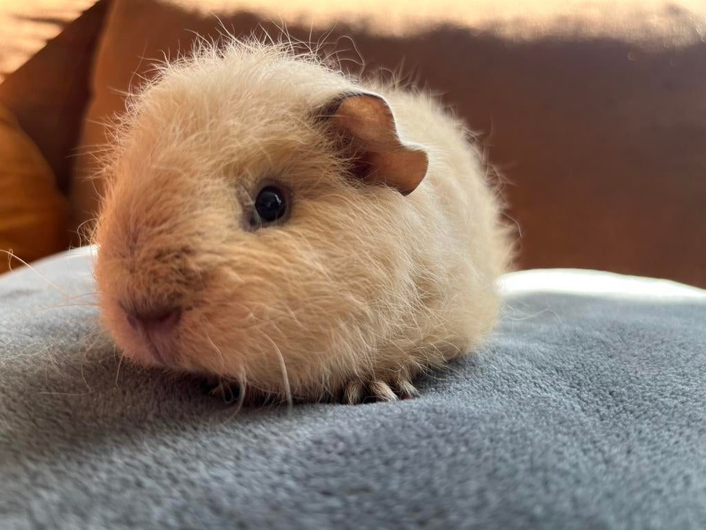Prachtig lief ch teddy california jong cavia beertje, Dieren en Toebehoren, Mannelijk, Tam, Maart, Cavia