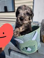 Labradoodle F1 reutje zoekt gouden mand, Dieren en Toebehoren, Overige rassen, 8 tot 15 weken, Meerdere, Meerdere dieren