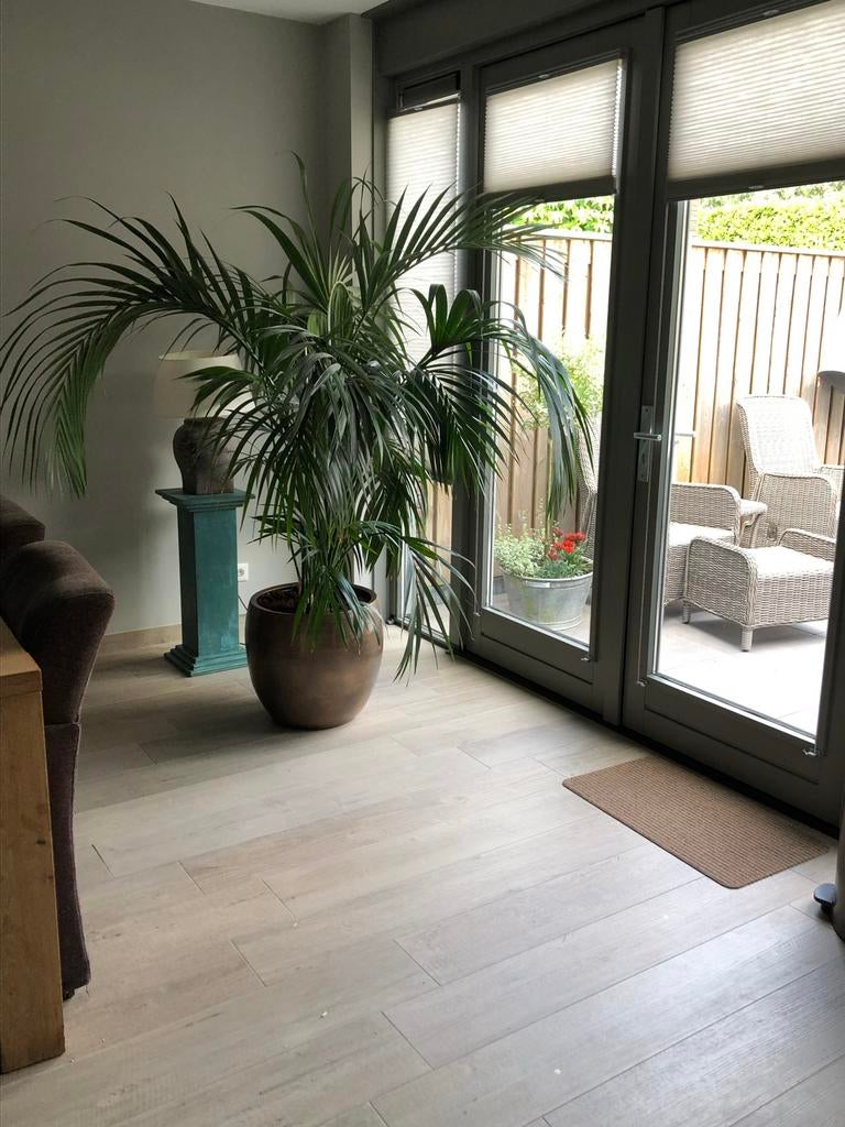 Grote kamerpalm in pot, Huis en Inrichting, Kamerplanten, Ophalen, Palm, Halfschaduw, In pot