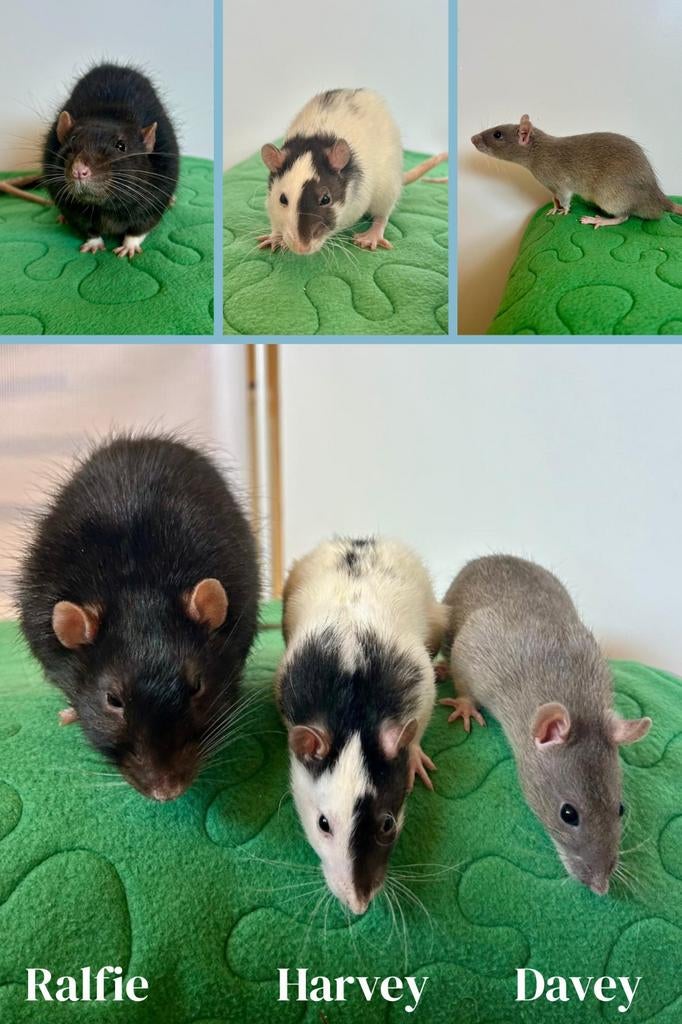 Jonge tamme mannelijke ratten ter adoptie - Rodent Rescue, Dieren en Toebehoren, Knaagdieren, Rat, Februari, Mannelijk, Tam