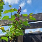 Sering op stam, paars, Tuin en Terras, Ophalen