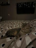 Hele lieve kitten britse korthaar 5maanden oud kater+spullen, Dieren en Toebehoren, Katten en Kittens | Overige Katten, Kater