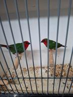 Koppel roodkop papegaai amedine man split lutino, Dieren en Toebehoren, Meerdere dieren