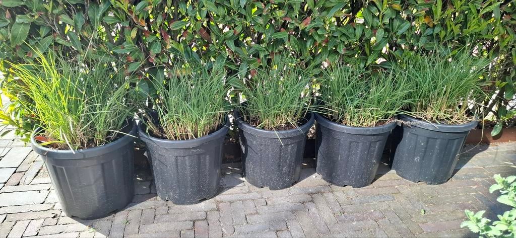 5 x siergras potmaat 30 cm, Tuin en Terras, Ophalen, Rond, Hout, Minder dan 30 cm