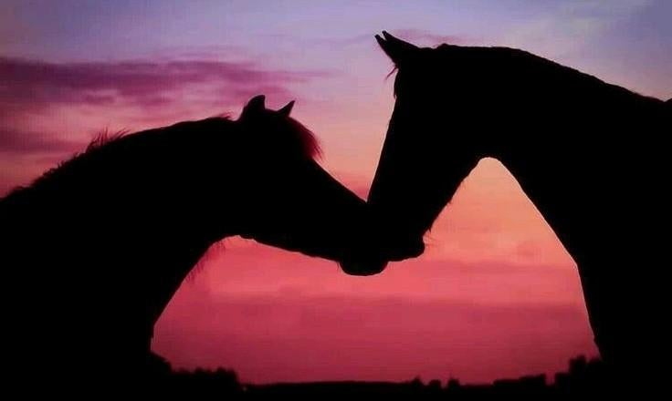 Verzorgpony/shet gezocht, Ophalen, Nieuw