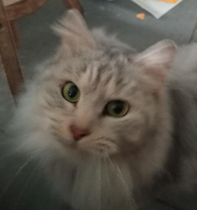 Zilverkleurige Siberische boskat poes met stamboom, Dieren en Toebehoren, Katten en Kittens | Raskatten | Langhaar, Poes, Met stamboom