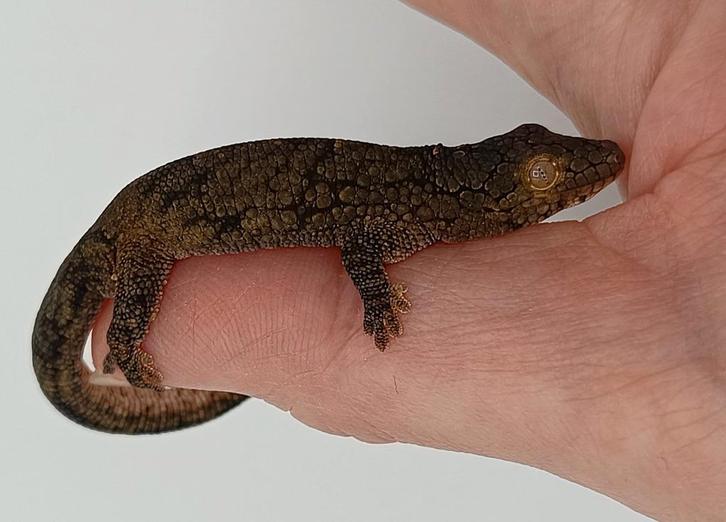 Eurydactylodes Vieillardi man 2024, Dieren en Toebehoren, Reptielen en Amfibieën, Slang, 0 tot 2 jaar, Met terrarium