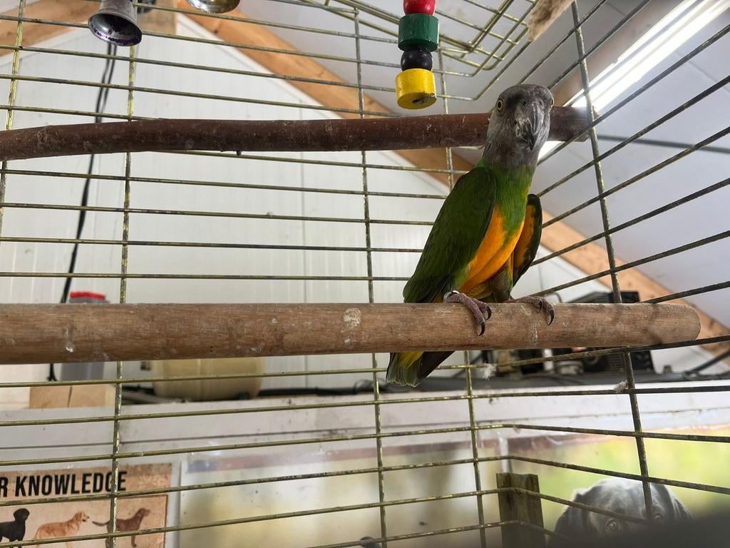 Bonte boer met kooi geslacht onbekend., Geslacht onbekend, Parkiet