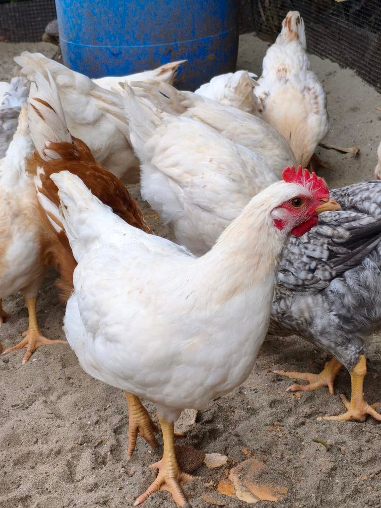 Hanen, Dieren en Toebehoren, Pluimvee