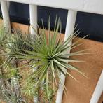 Vriesea espinosae XL / luchtplantje, Huis en Inrichting, Kamerplanten, Ophalen of Verzenden, Halfschaduw, Minder dan 100 cm