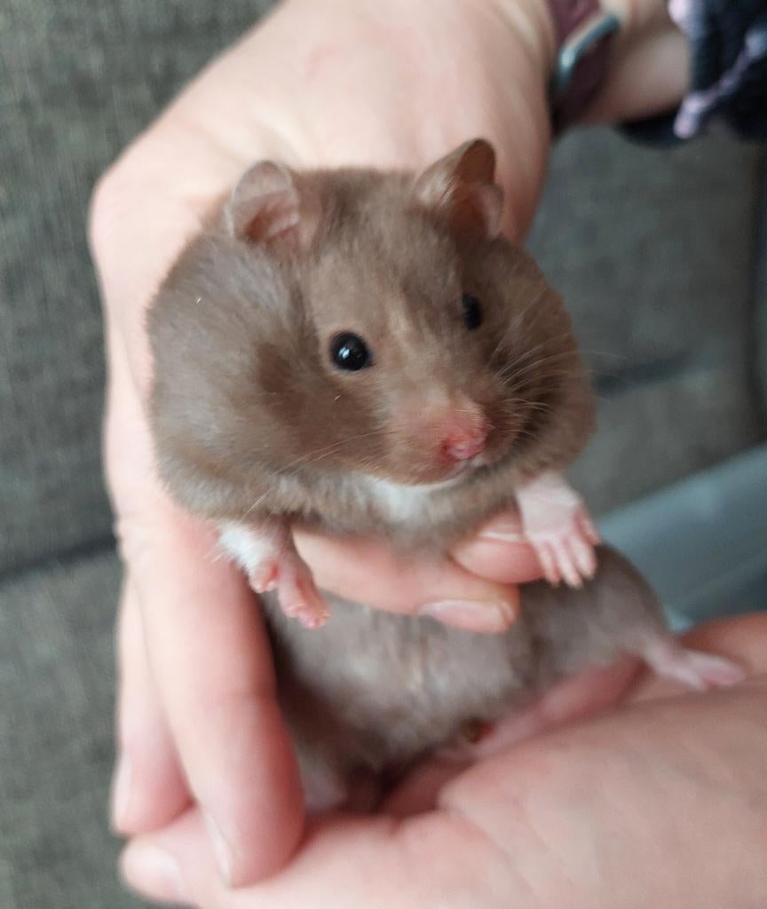 Lieve en rustige Syrische/goudhamster-vrouwtje (jong), Hamster, Februari, Meerdere dieren, Tam