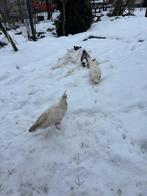 Witte pauwen, Mannelijk