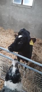 Best zwart bonte koekalf, Dieren en Toebehoren, Runderen, Meerdere dieren