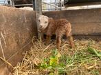 Ouessant lam tekoop, Mannelijk, Schaap, 0 tot 2 jaar
