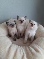 Ragdoll/cherubim kittens met stamboom, Meerdere dieren, Met stamboom, 0 tot 2 jaar