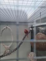 Rossela pop, Vrouwelijk, Parkiet