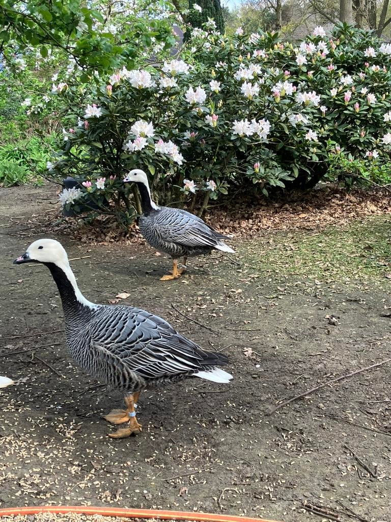 Prachtig broedkoppel Keizerganzen, Dieren en Toebehoren, Meerdere dieren, Kip