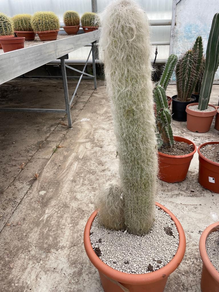 Cactus Cephalocereus Senilis (Grijsaard) hoogte 100 cm, 100 tot 150 cm, Ophalen of Verzenden, Bloeiende kamerplant, Volle zon