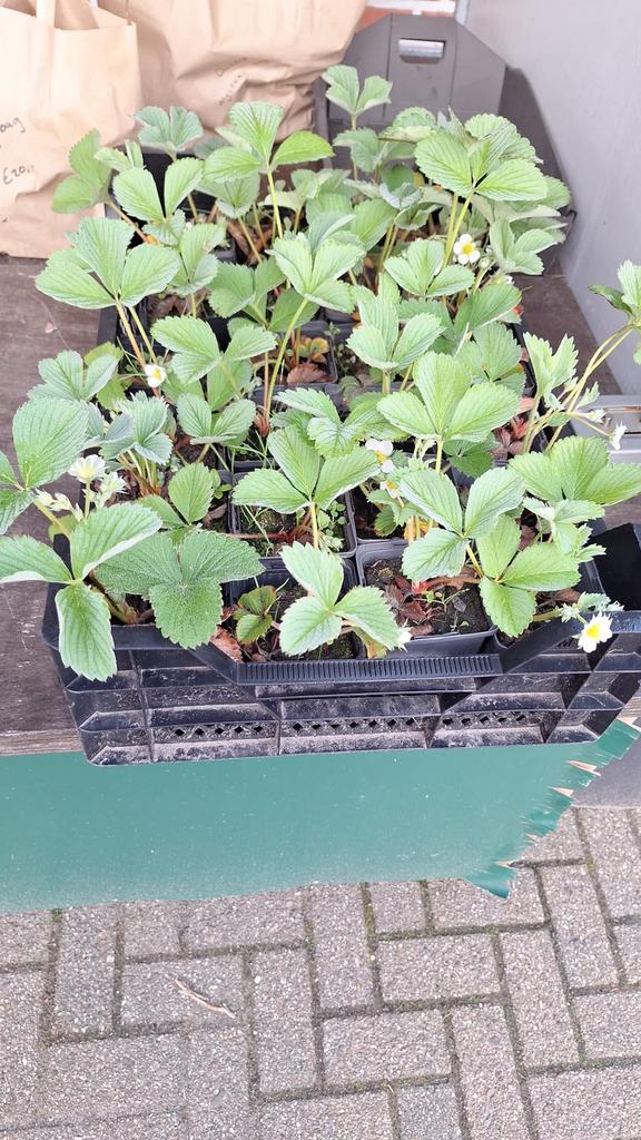 Aardbei planten, Tuin en Terras, Ophalen of Verzenden, Overige soorten, Volle zon