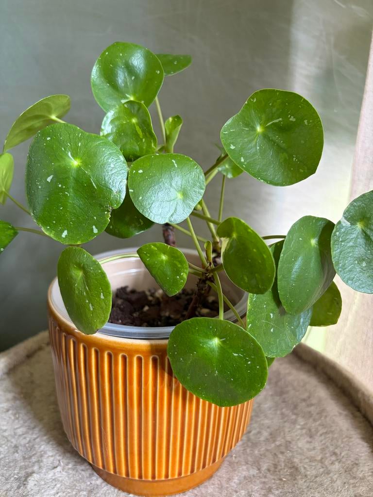 Pannenkoekenplant ‘White Splash’ – Pilea Peperomioides, Huis en Inrichting, Kamerplanten, Overige soorten, In pot, Minder dan 100 cm