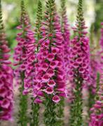 Digitalis purpurea / Vingerhoedskruid P9 pot, Ophalen of Verzenden, Vaste plant, Overige soorten, Halfschaduw