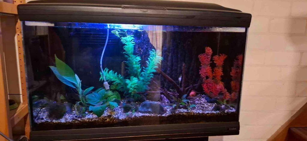 Cayman aquarium 80x35x40 (112L tot de rand), Dieren en Toebehoren, Ophalen, Verwarming, Gebruikt, Overige merken