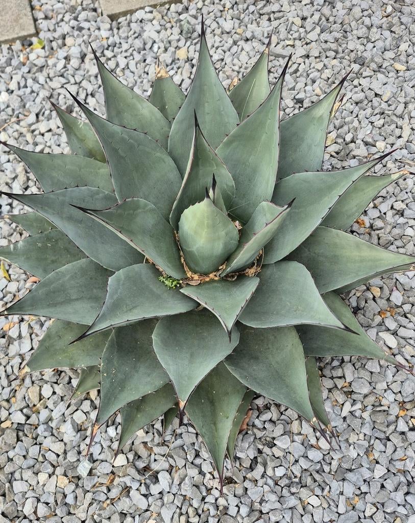 Agave plant, Tuin en Terras, Ophalen, Bloeit niet, Overige soorten, Volle zon