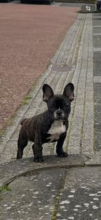 Franse Bulldog Reu – 3 maanden – Brindle, Dieren en Toebehoren, Honden | Bulldogs, Pinschers en Molossers, Parvo, Reu, 8 tot 15 weken