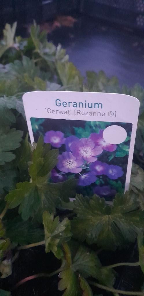 Geranium (Rozanne) - Vaste plant, Tuin en Terras, Planten | Tuinplanten, Ophalen of Verzenden, Overige soorten, Volle zon
