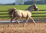 ##NWE ADV 12-02 SUPER KNAPPE NRPS PALOMINO MERRIE 4 JR##, Dieren en Toebehoren, Merrie, Met stamboom, Dressuurpaard, 3 tot 6 jaar