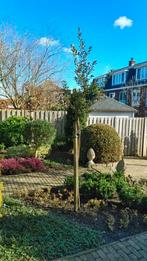 Jonge steeneik - boompje van circa 2,5 meter, Overige soorten, Lente, 250 tot 400 cm, Ophalen