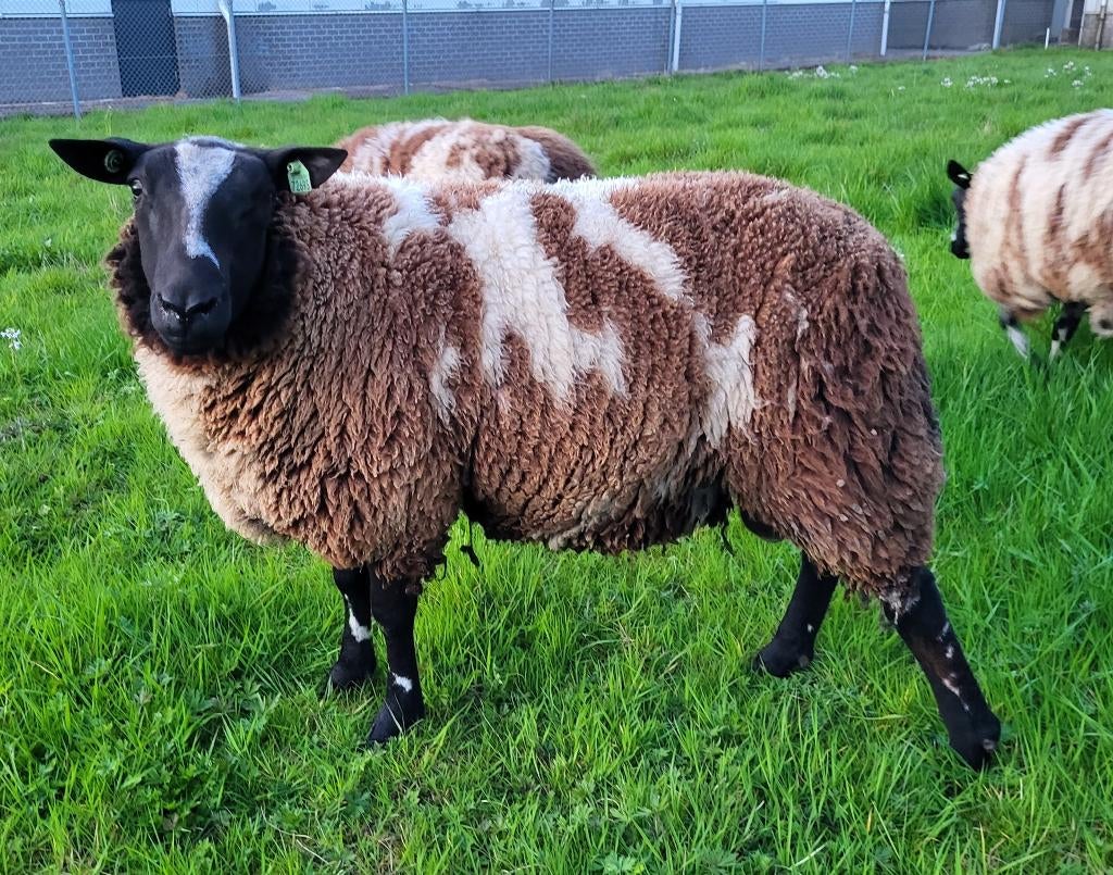 Bonte dekram te koop, Mannelijk, Schaap