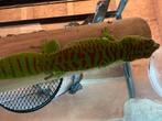 2 volwassen high red daggekko’s phelsuma grandis, Hagedis, 0 tot 2 jaar