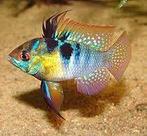 Antenne baars, in diverse variateiten, Dieren en Toebehoren, Vissen | Aquariumvissen, Vis