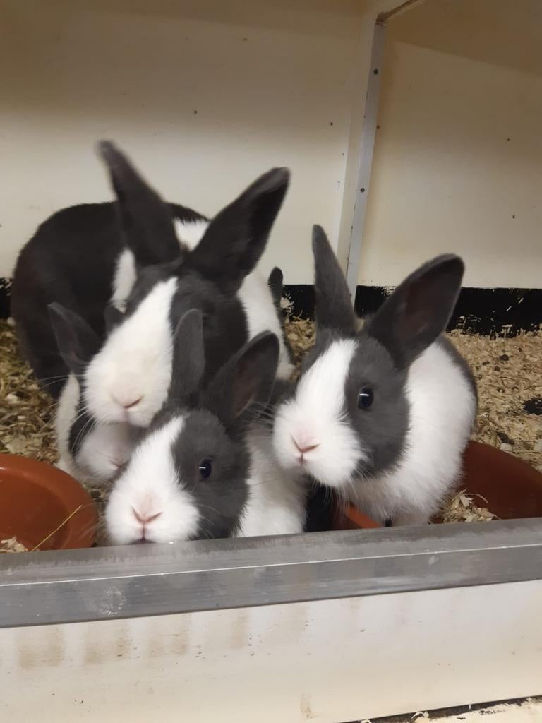 Jonge raszuivere Hollander konijntjes, Dieren en Toebehoren, Meerdere dieren, 0 tot 2 jaar