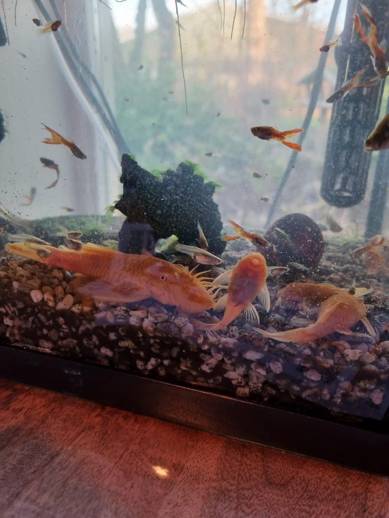 Ancistrus Gold algeneter, Vis