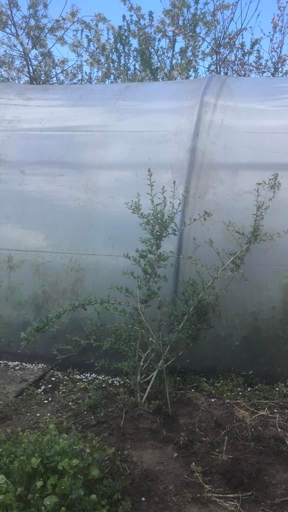 Gojibes boksdoorn, Tuin en Terras, Ophalen of Verzenden, Overige soorten, Volle zon