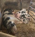 Bonte Bentheimer biggen, Dieren en Toebehoren, Schapen, Geiten en Varkens, Meerdere dieren, Schaap