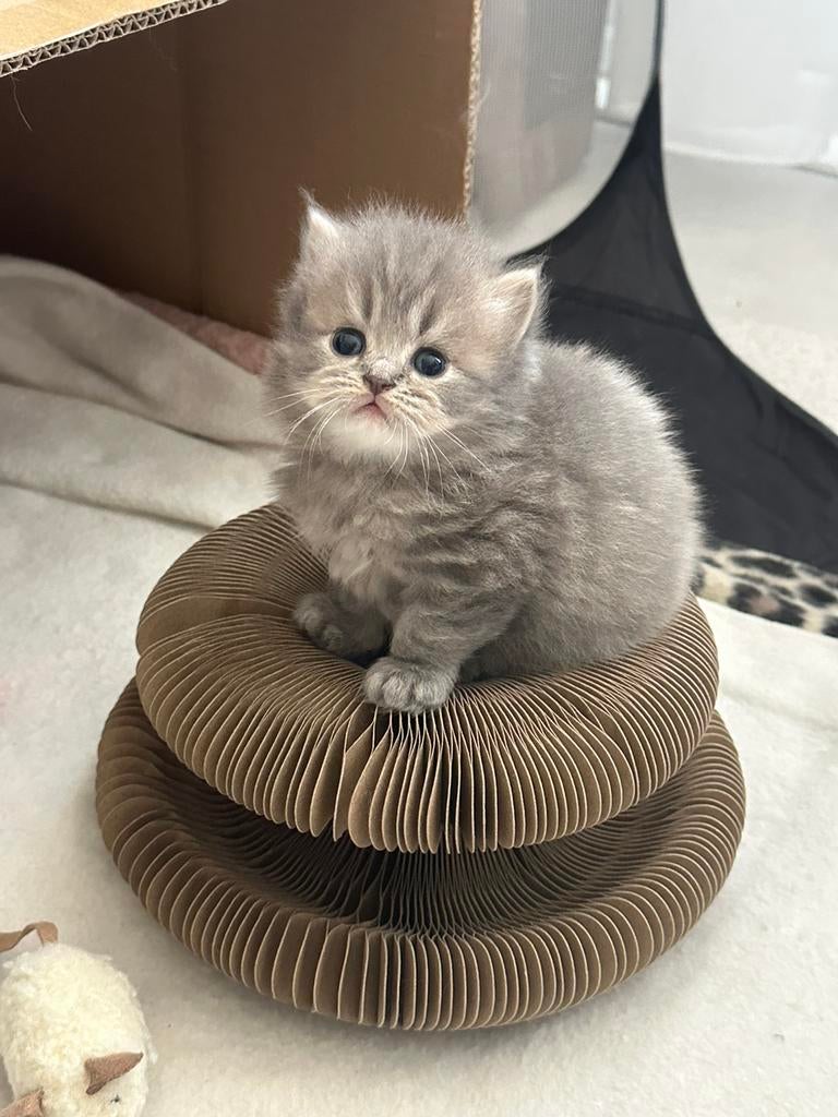 Britsekorthaar kittens, britse korthaar, Dieren en Toebehoren, Katten en Kittens | Raskatten | Korthaar, Meerdere dieren, Ontwormd