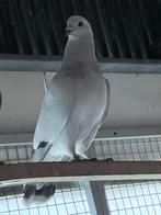 Te koop mooie sierduif, Mannelijk